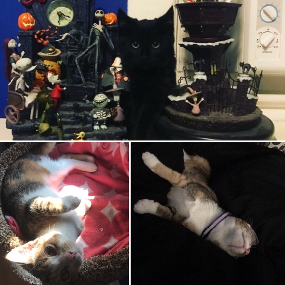 I HAVE CATS DISCLAIMER! - Picture 4 of 8